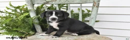 Beagle dogs for sale: Roxie - Ad 5