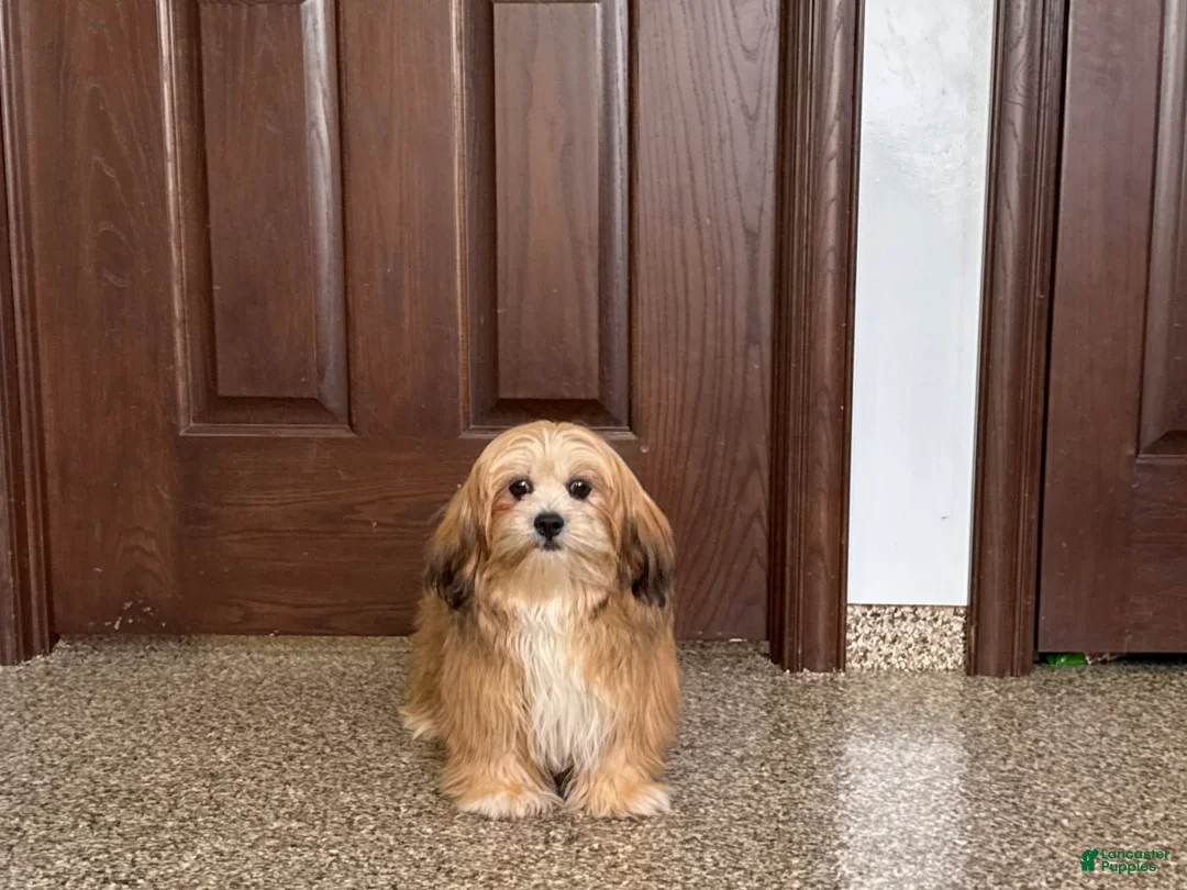 Lhasa Apso dogs for sale: Cora - Ad 5