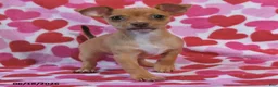 Chihuahua dogs for sale: Tucker - Ad 4