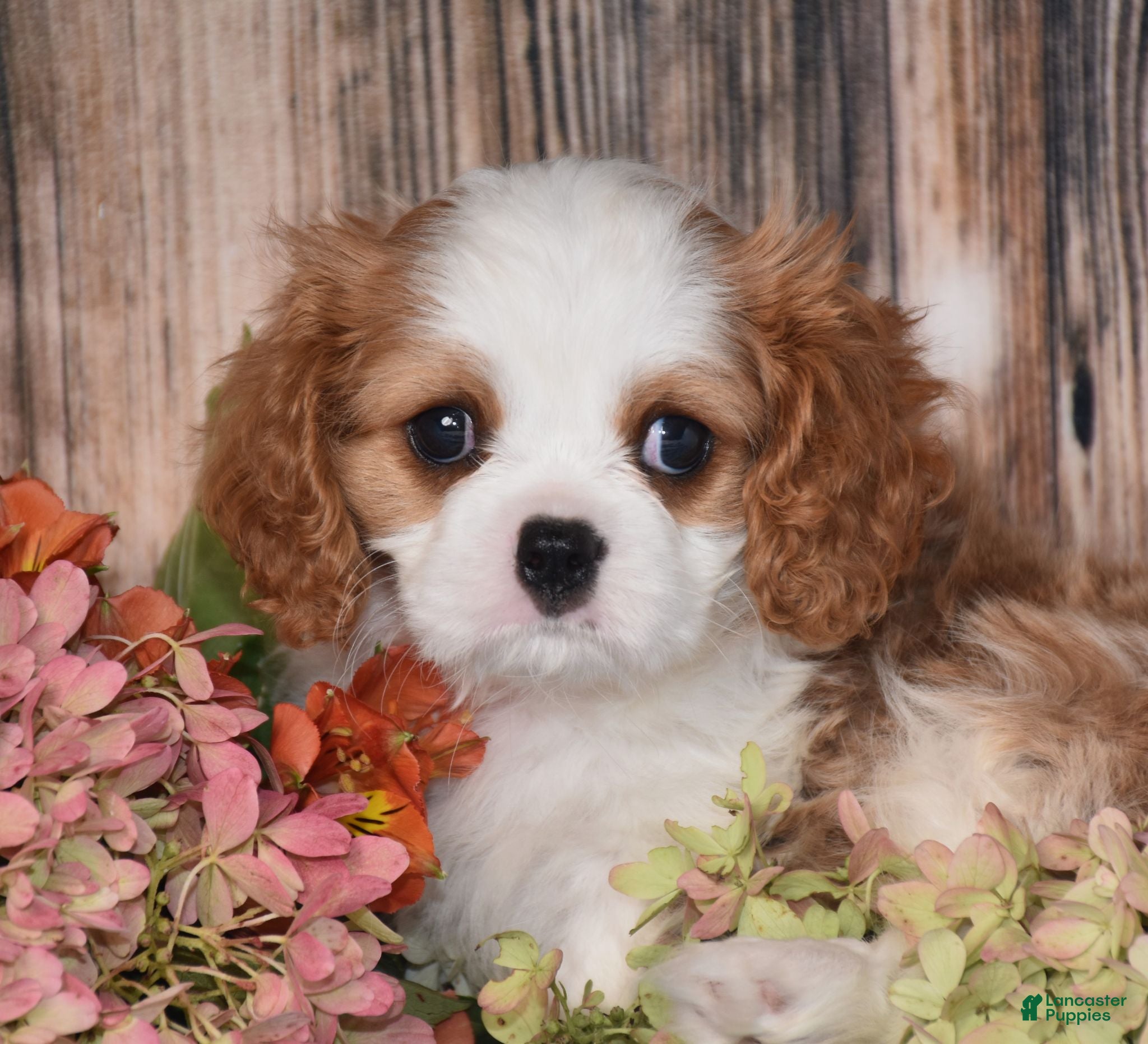 Cavalier King Charles Spaniel dogs Hux - Ad 2
