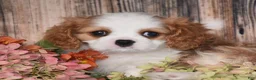 Cavalier King Charles Spaniel dogs for sale: Hux - Ad 2