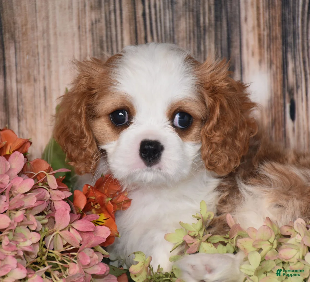 Cavalier King Charles Spaniel dogs for sale: Hux - Ad 2