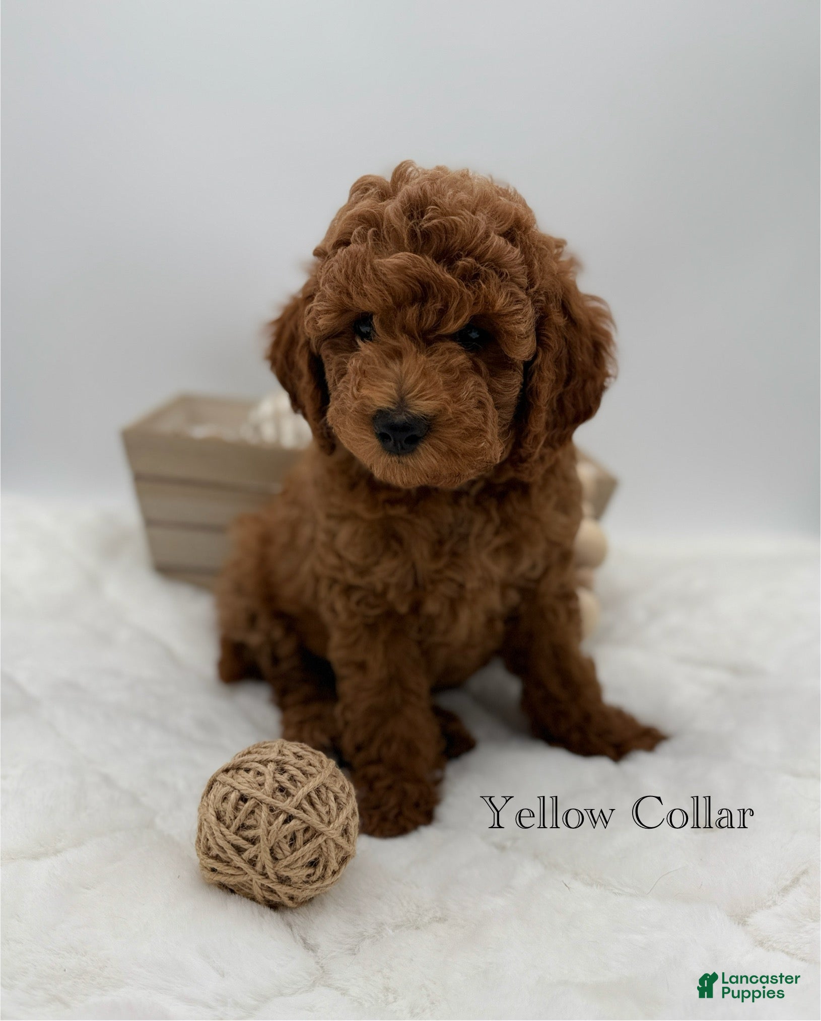Mini Goldendoodle dogs Mini Goldendoodle 2 - Ad 6