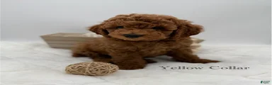 Mini Goldendoodle 2