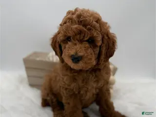 Mini Goldendoodle dogs Mini Goldendoodle 2 - Ad 6