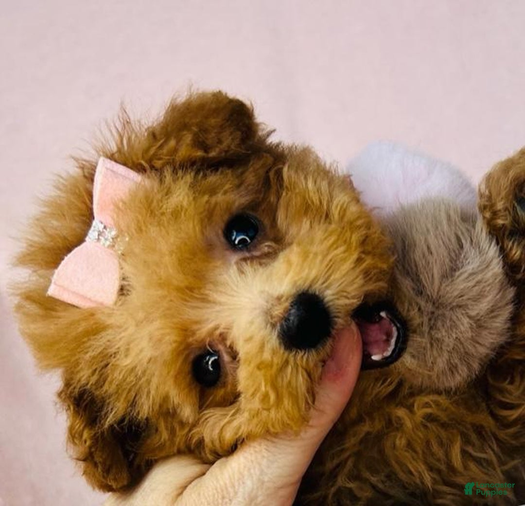 Miniature Poodle dogs for sale: Miniature Poodle Puppy 3 - Ad 2