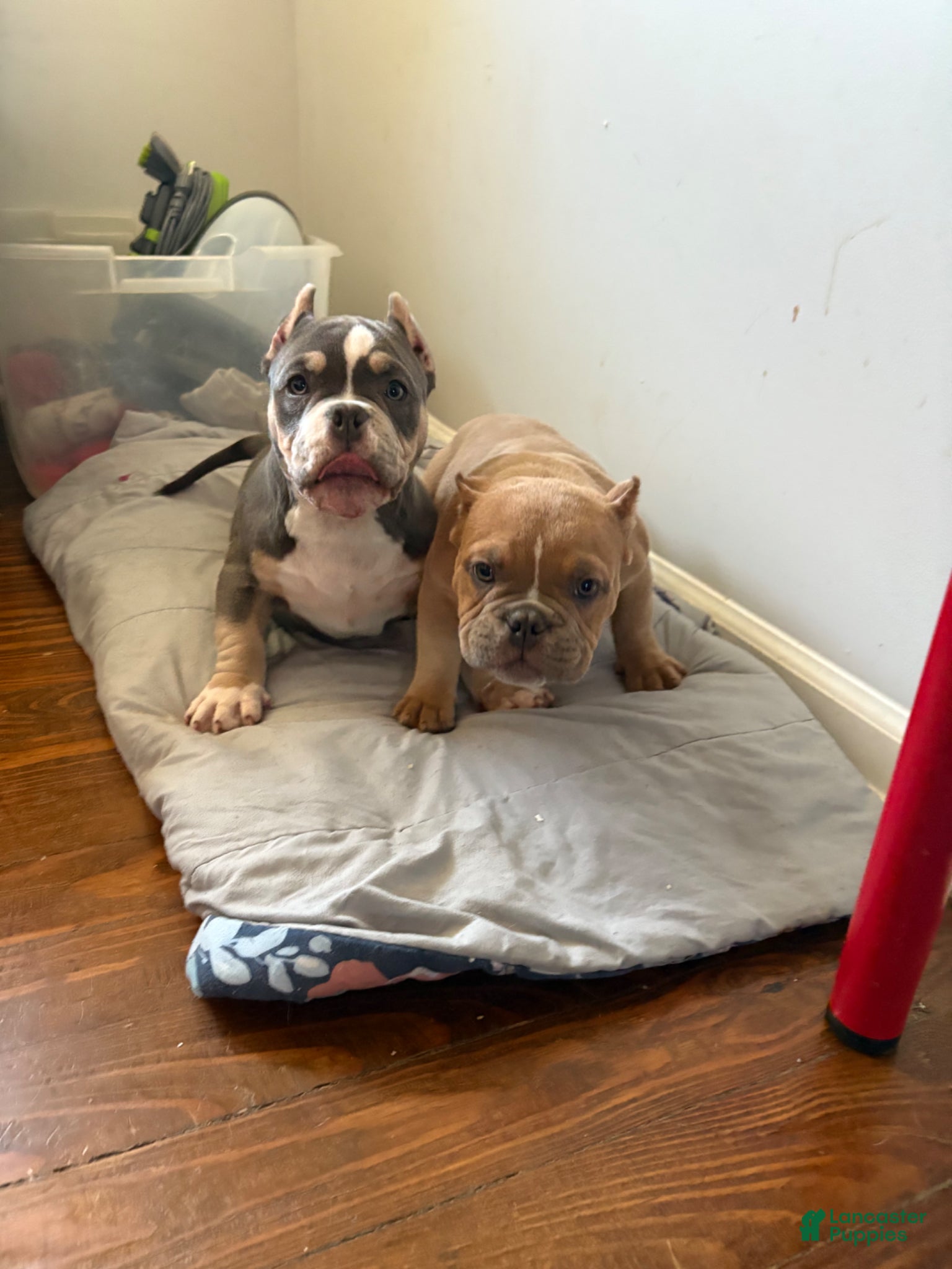 American Bully dogs American Bully Puppy 1 - Ad 36