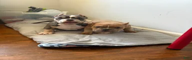 American Bully Puppy 1