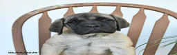 English Mastiff dogs for sale: Jemima - Ad 3