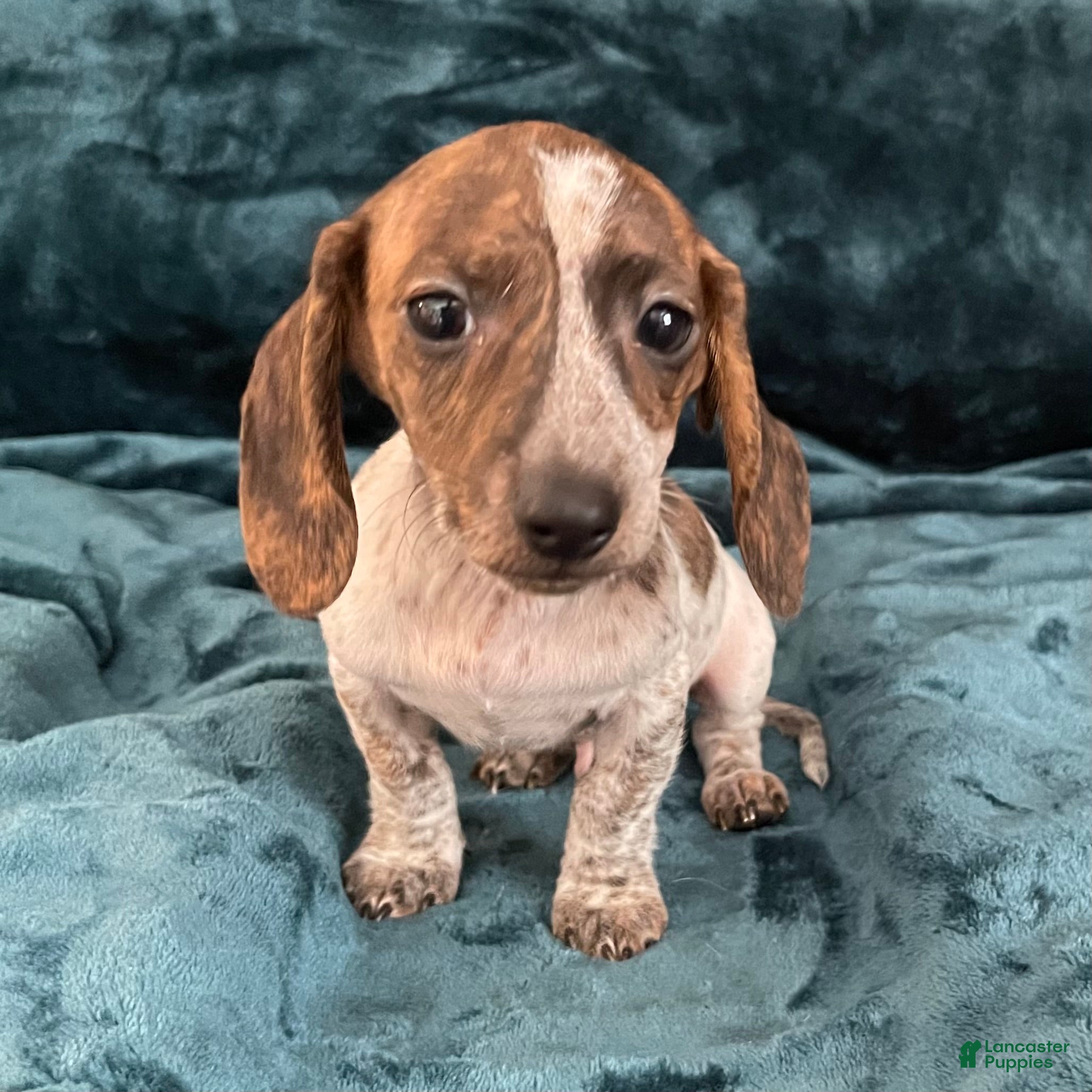 Dachshund dogs Brindle Pie - Ad 42