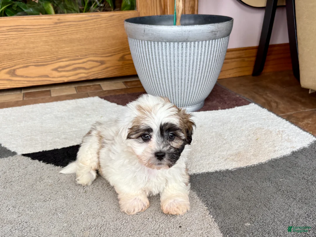 Mixed Breed dogs for sale: Lhasa/Coton male 1 - Ad 2