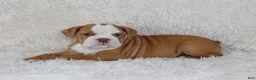 English Bulldog dogs for sale: Kallie - Ad 5