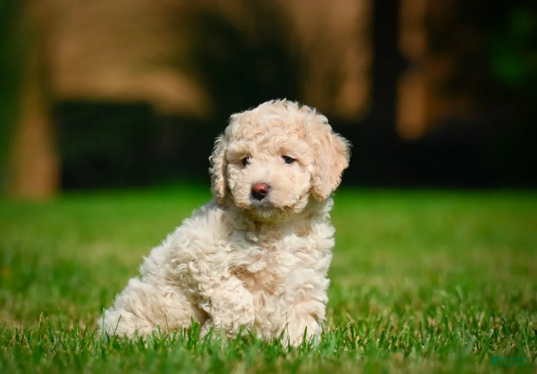 Bernedoodle dogs for sale: Oscar - Ad 5
