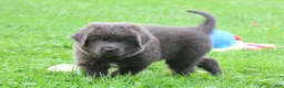 Newfoundland dogs for sale: Montoya - Ad 5