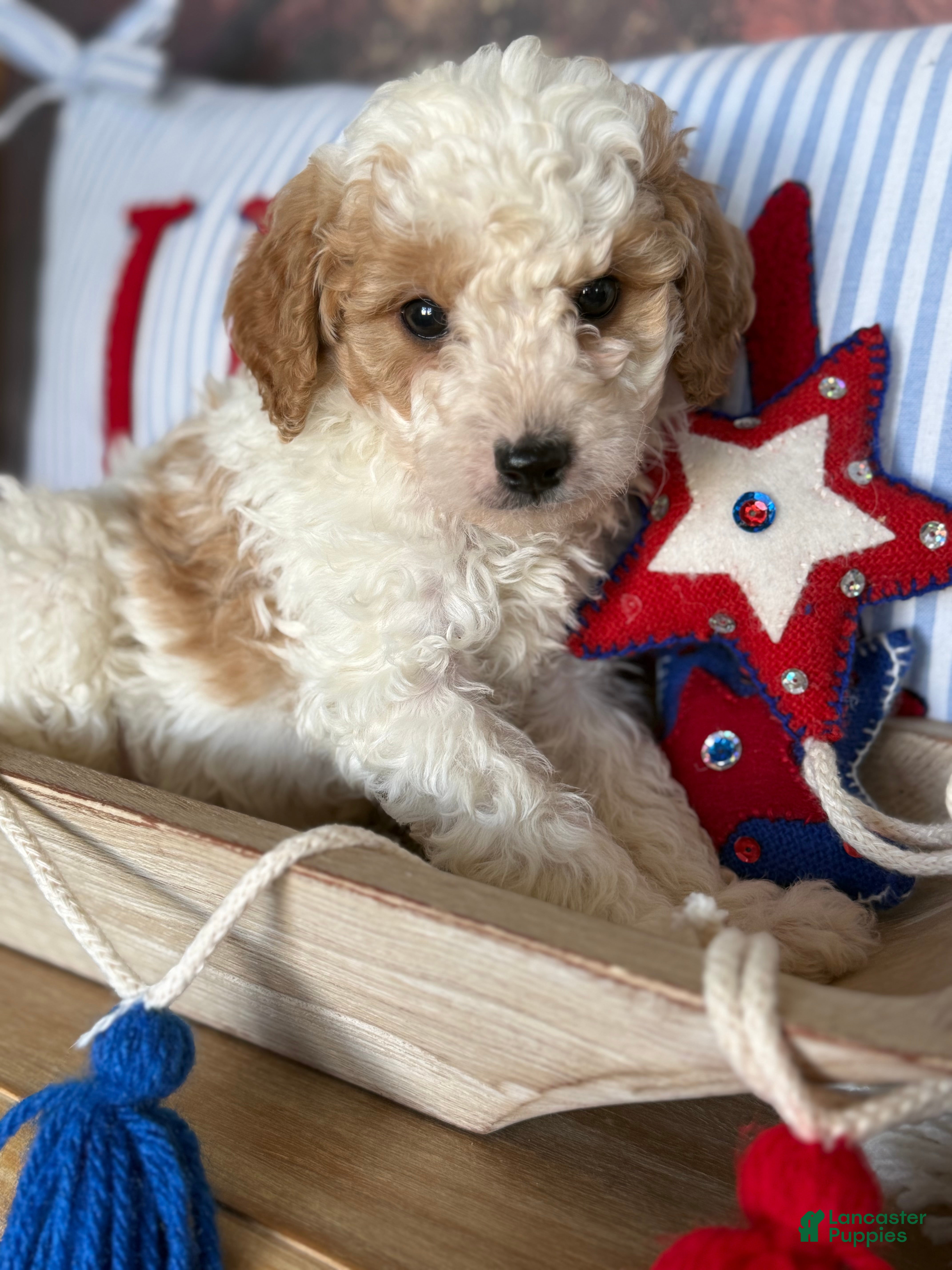 Cavapoochon dogs for sale: Cavapoochon 1 - Ad 1