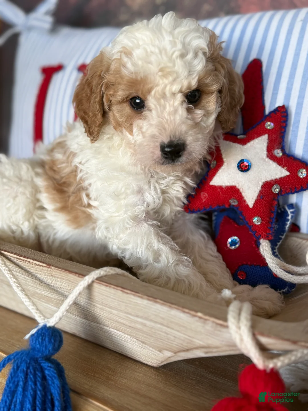 Cavapoochon dogs for sale: Cavapoochon 1 - Ad 1