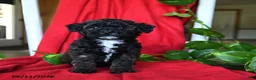 Bichpoo dogs for sale: Sandy - Ad 4