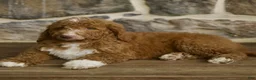Goldendoodle dogs for sale: Jansen - Ad 3