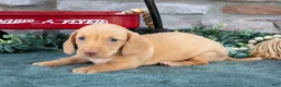 Miniature Dachshund dogs for sale: Jase - Ad 1