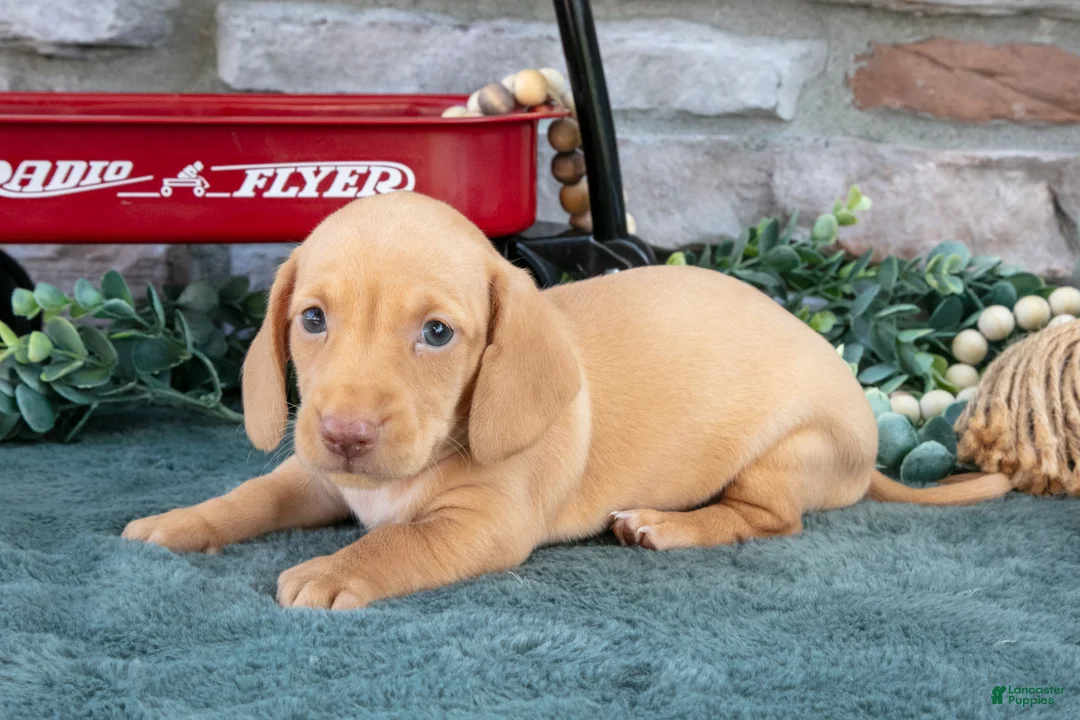 Miniature Dachshund dogs for sale: Jase - Ad 1