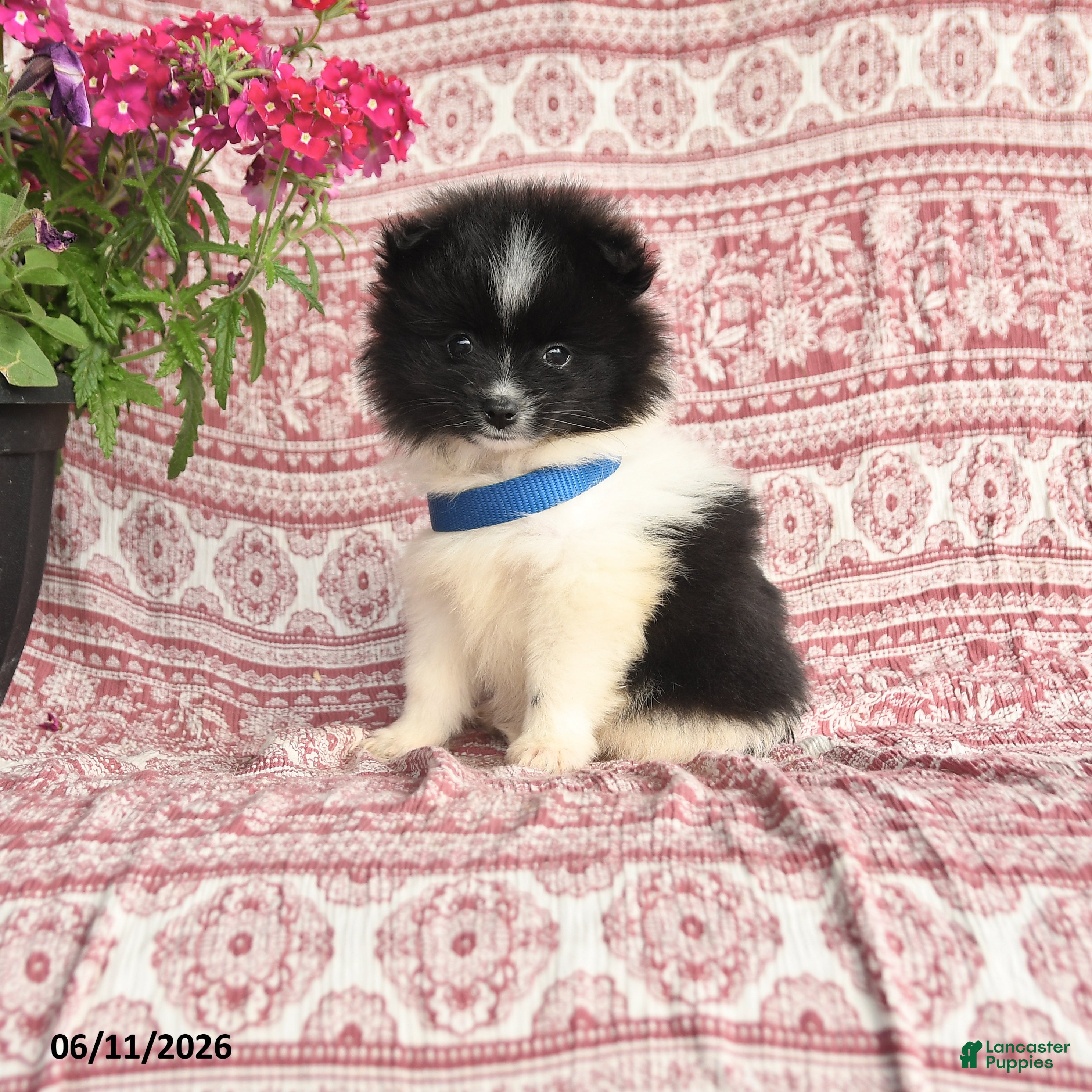 Pomeranian dogs Mark - Ad 1