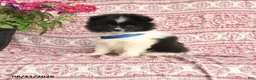 Pomeranian dogs for sale: Mark - Ad 1