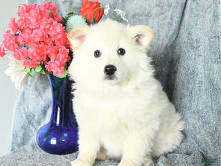 American Eskimo dogs Prince - Ad 1