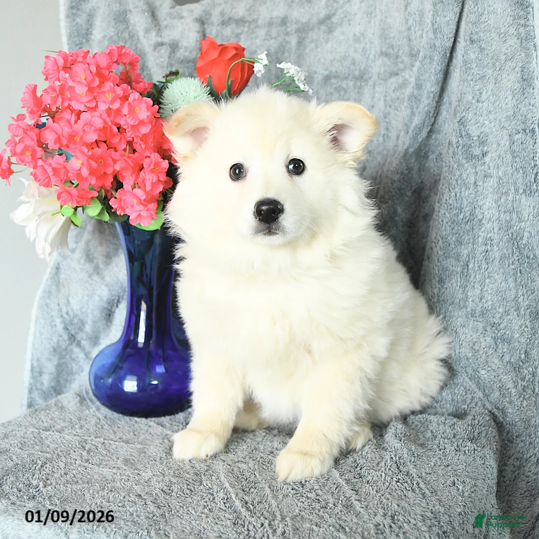 American Eskimo dogs for sale: Prince   - Ad 1