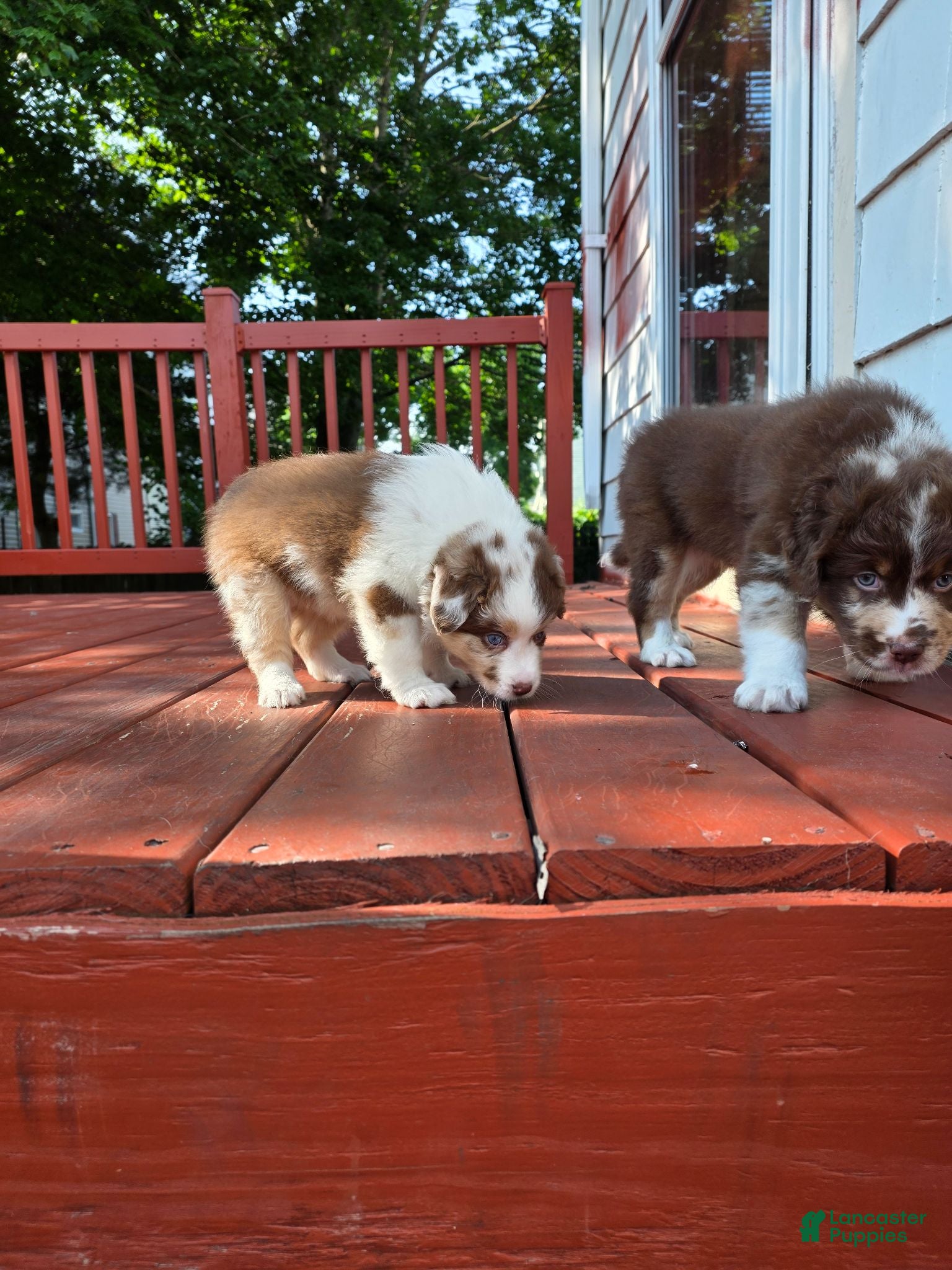Australian Shepherd dogs Red merle female - Ad 19
