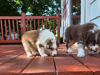 Australian Shepherd dogs Red merle female - Ad 37