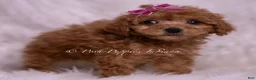 Maltipoo dogs for sale: Kate - Ad 3