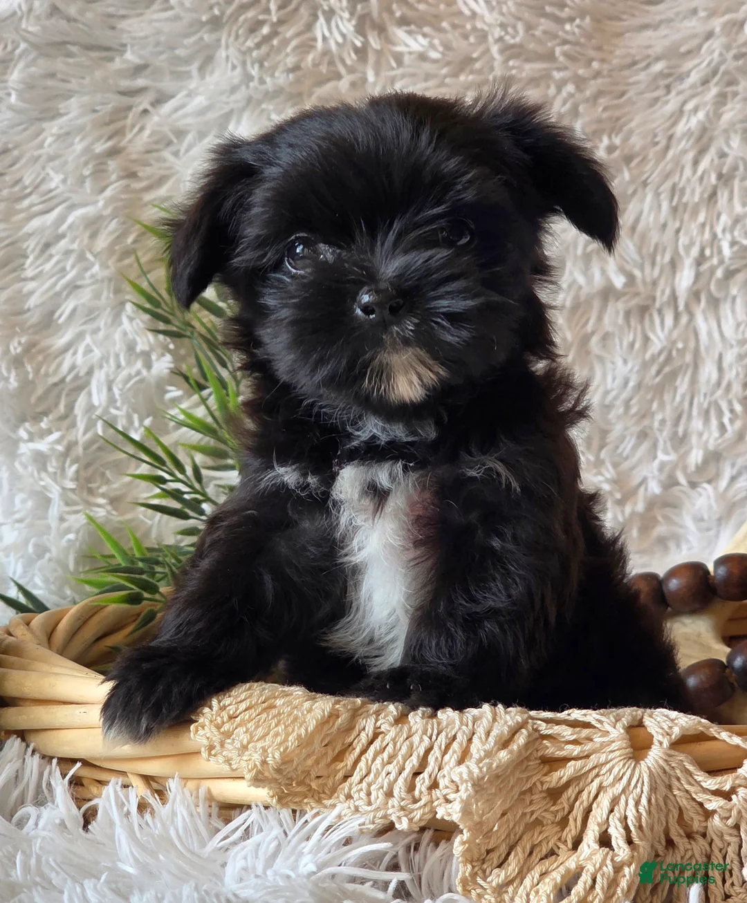 Morkie dogs for sale: Chip - Ad 6