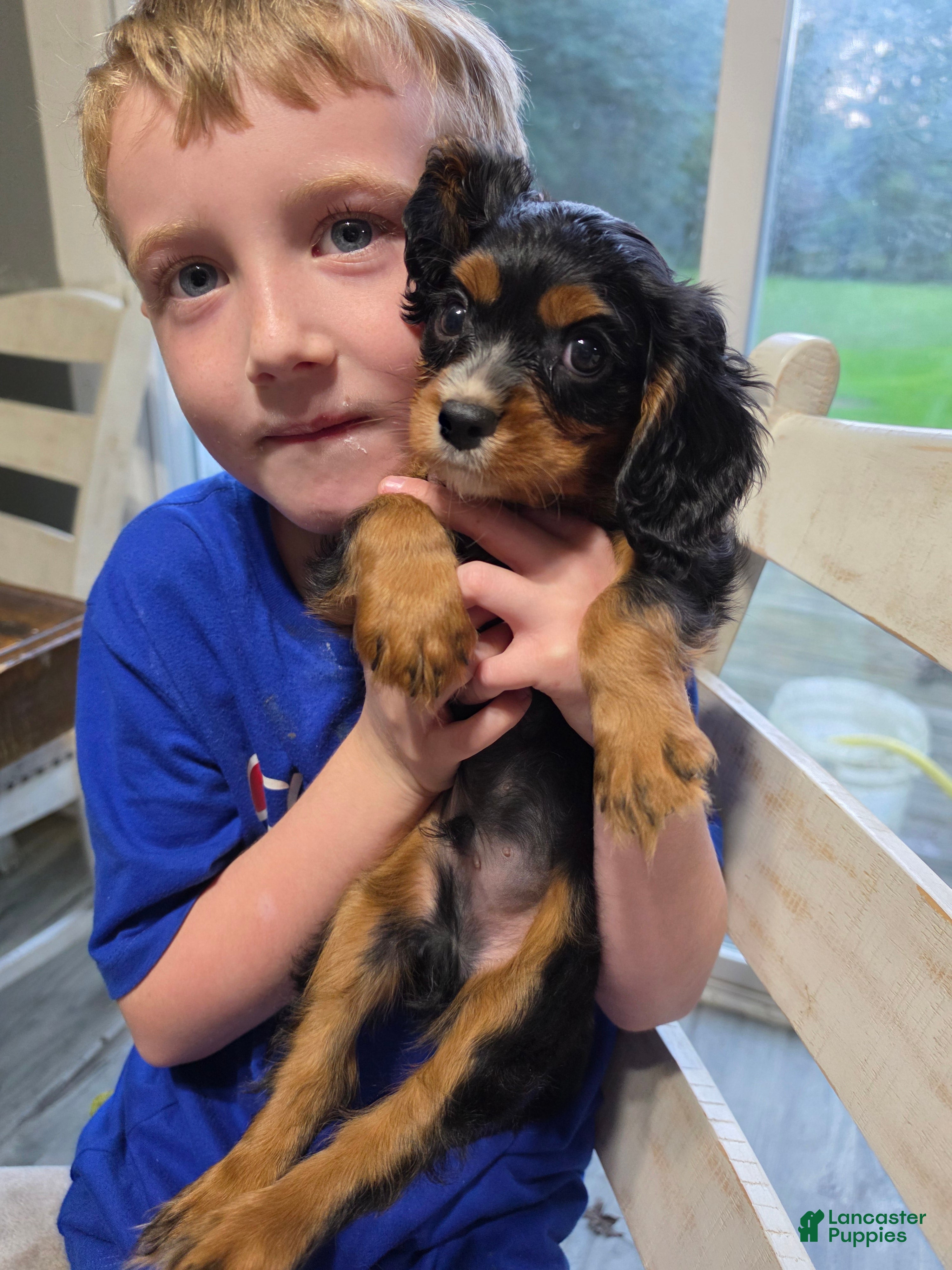 Cavalier King Charles Spaniel dogs Henry - Ad 2