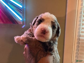 Mini Bernedoodle dogs - Ad 5