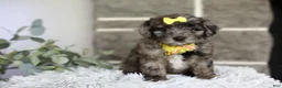 Maltipoo dogs for sale: Minnie - Ad 13
