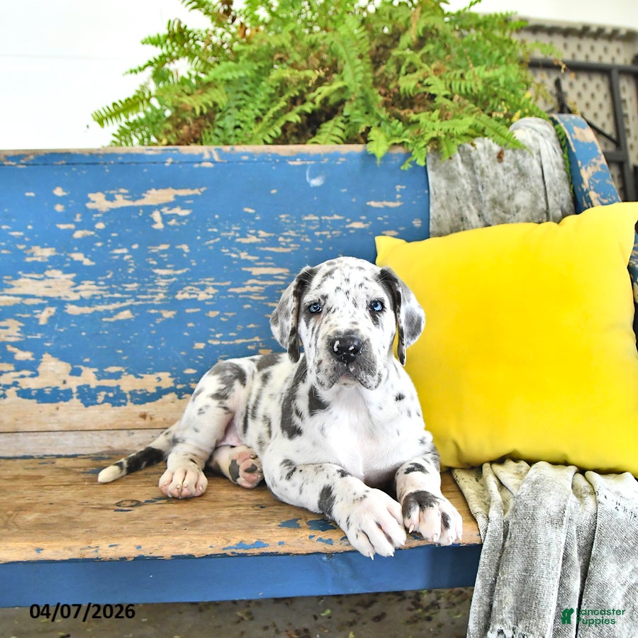 Great Dane dogs Raven - Ad 1