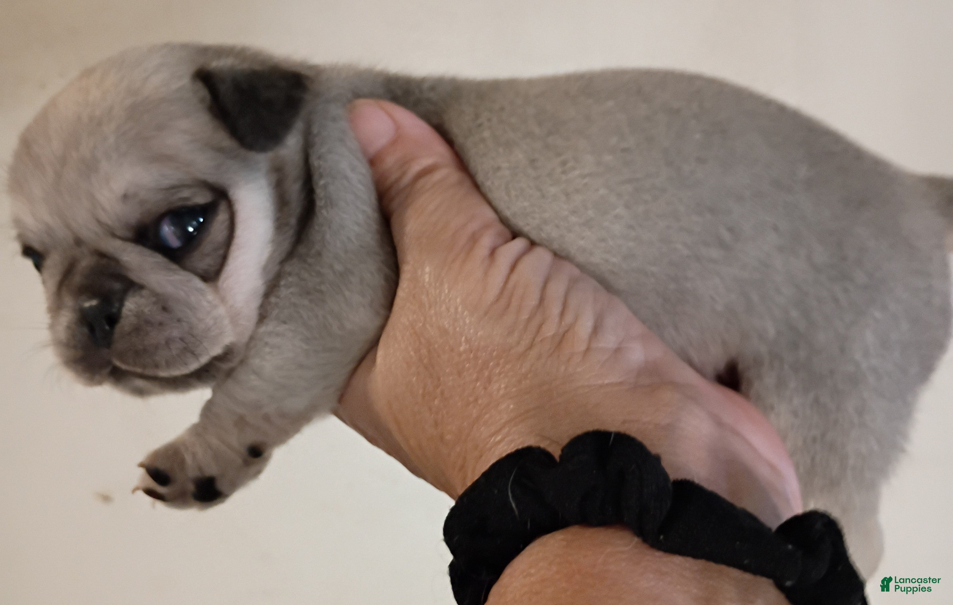 Pug dogs Ortho - Ad 10