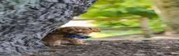 Cavapoo dogs for sale: Kobe - Ad 11
