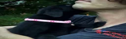 Labrador Retriever dogs for sale: Labrador Retriever 1 - Ad 12