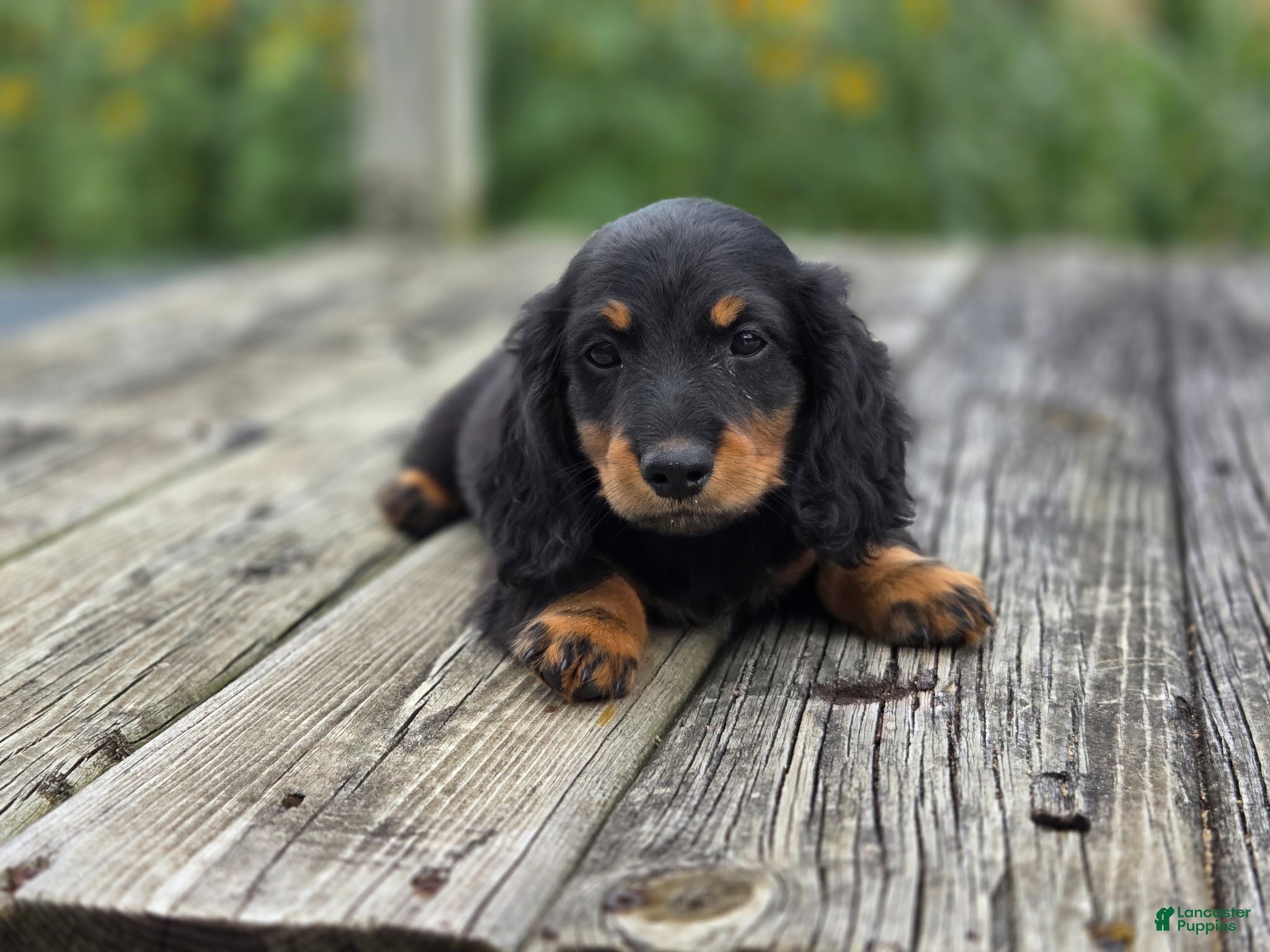 Miniature Dachshund dogs Miniature Dachshund Griffin - Ad 20