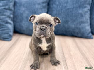 Frenchton dogs Gabby - Ad 24