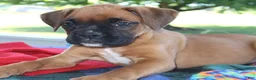 Boxer dogs for sale: Macy-  Champion lines - Ad 2