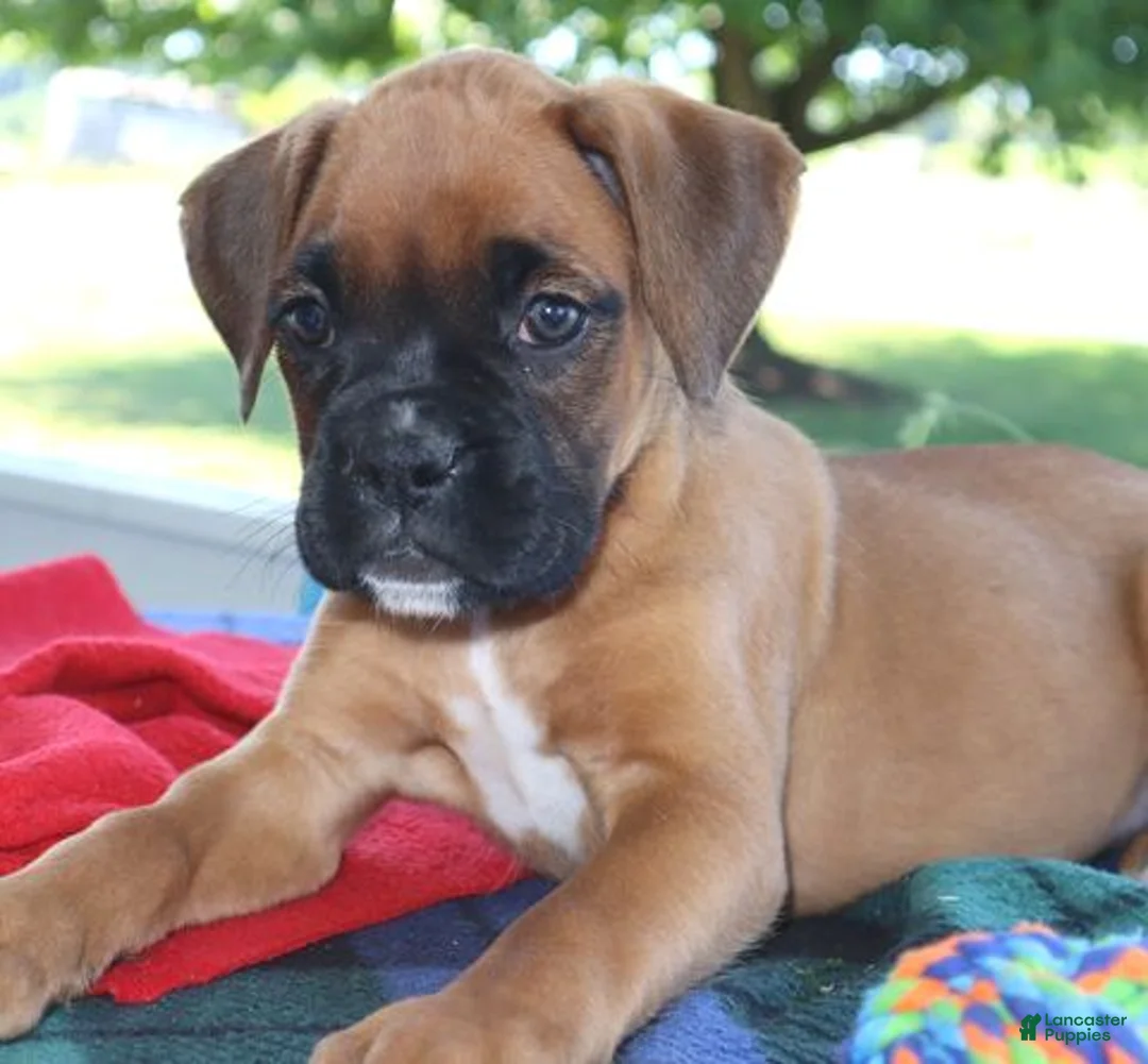 Boxer dogs for sale: Macy-  Champion lines - Ad 2