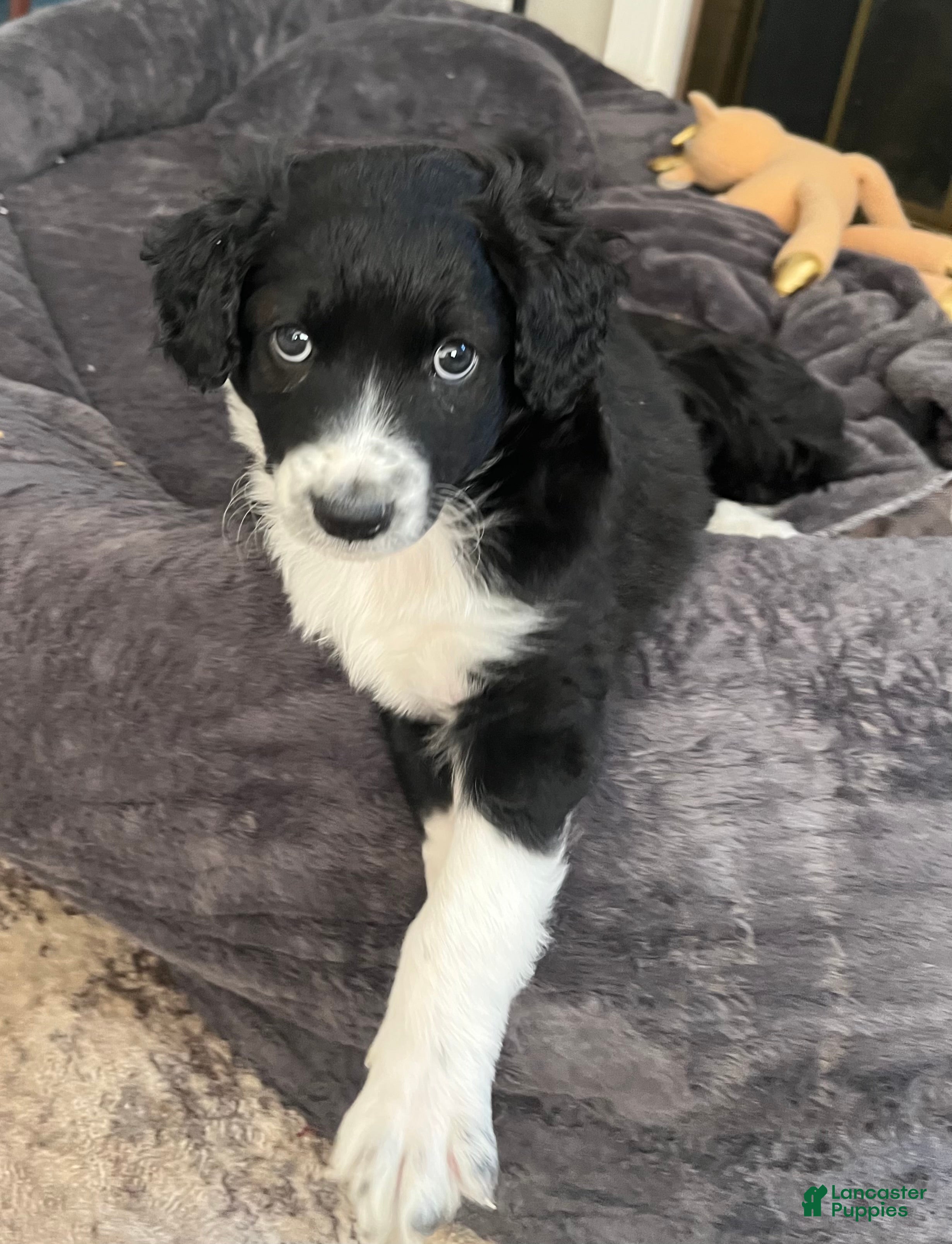 Aussiedoodle dogs Socks  - Ad 5