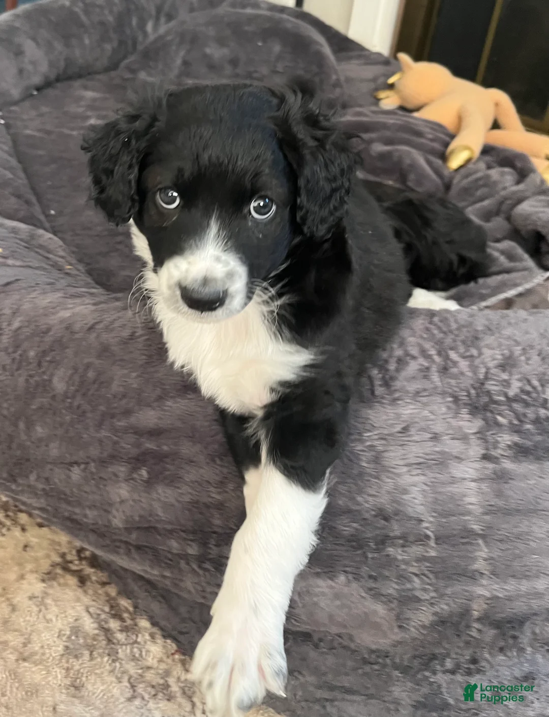 Aussiedoodle dogs for sale: Socks  - Ad 1