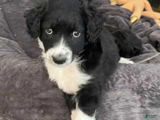 Aussiedoodle dogs Socks - Ad 5