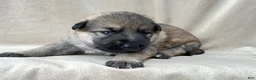 German Shepherd dogs for sale: Daisy - Ad 11
