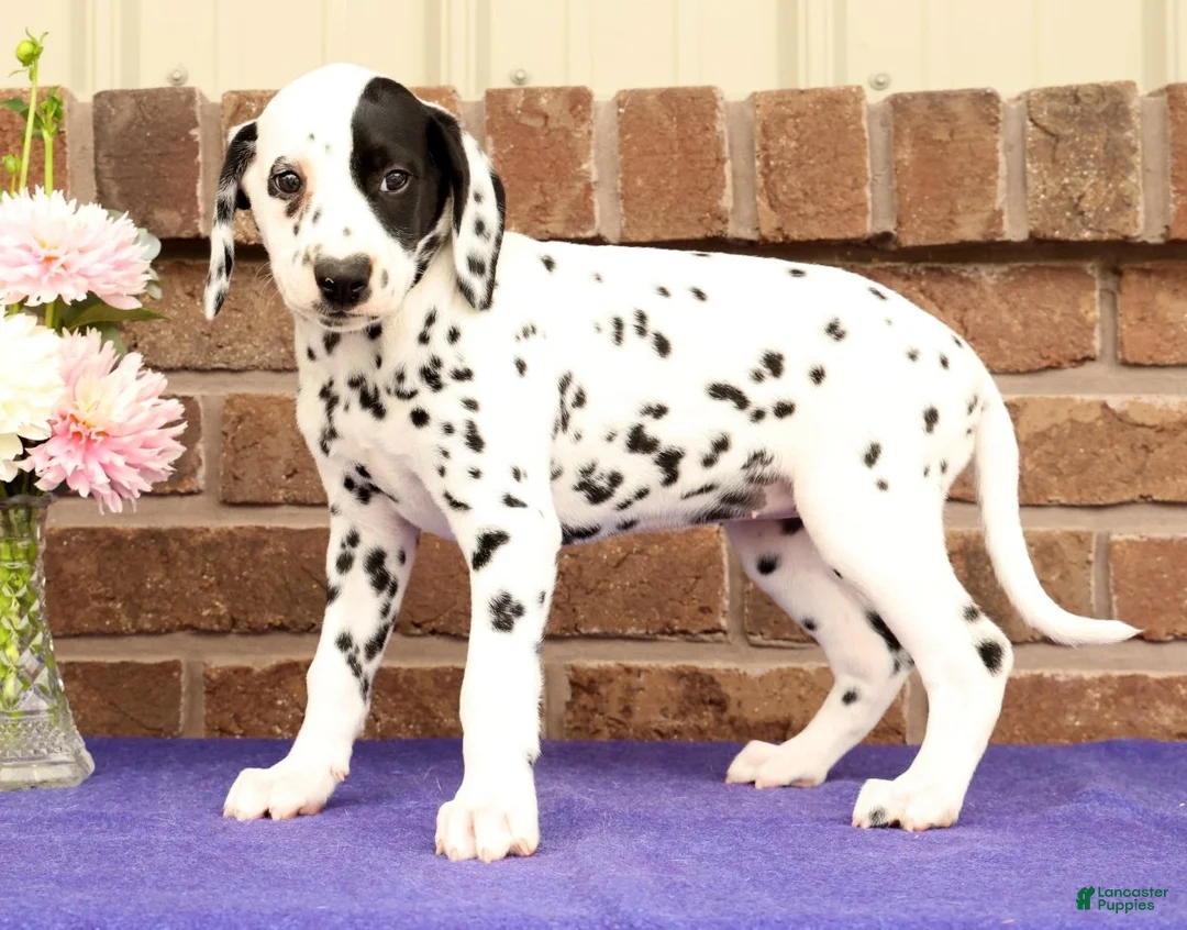 Dalmatian dogs for sale: Abby - Ad 1