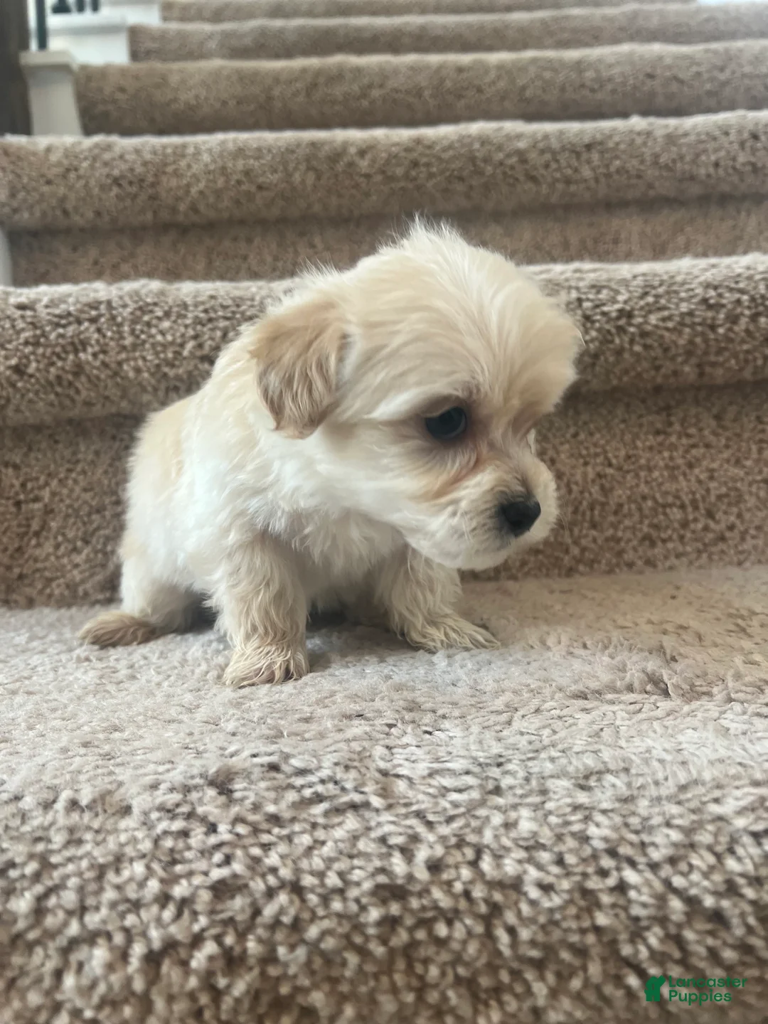 Maltipoo dogs for sale: Briana - Ad 17