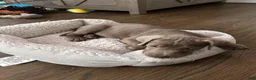 Labrador Retriever dogs for sale: AKC Registered Silver Labrador Retriever Puppy – Female - Ad 6